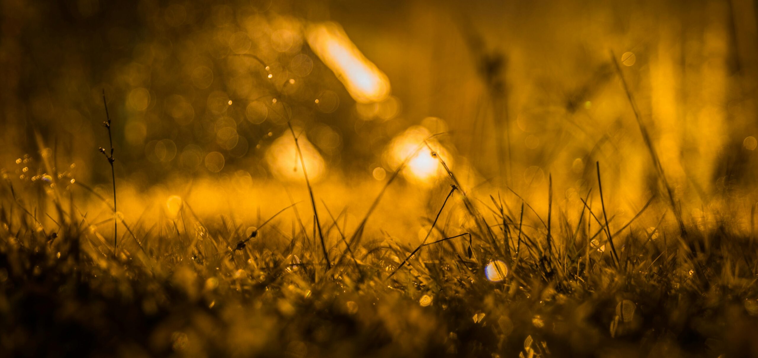 Capture of a dewdrop-covered grassland with a golden glow at sunset, creating a serene and magical atmosphere.